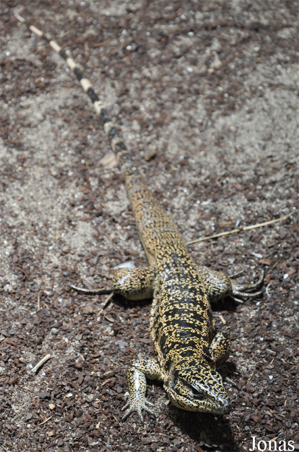 Tupinambis teguixin