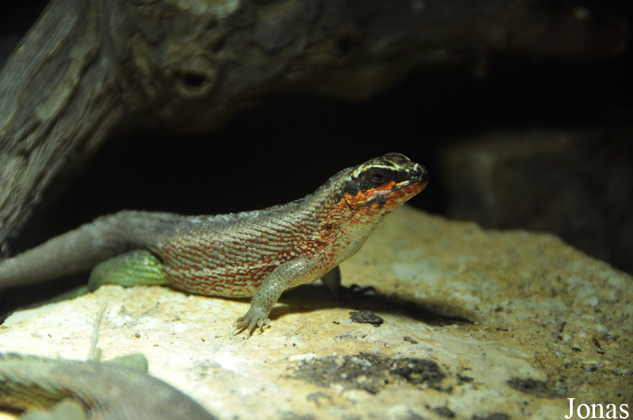 Leiocephalus personatus