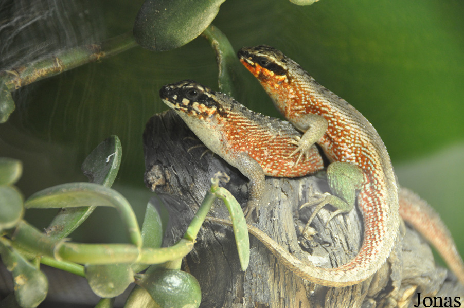 Leiocephalus personatus