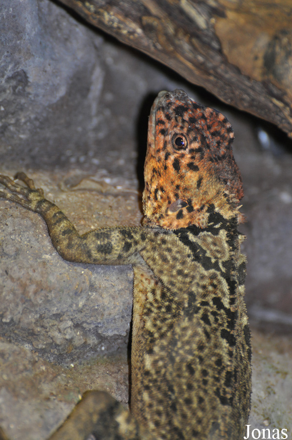 Tropidurus plica