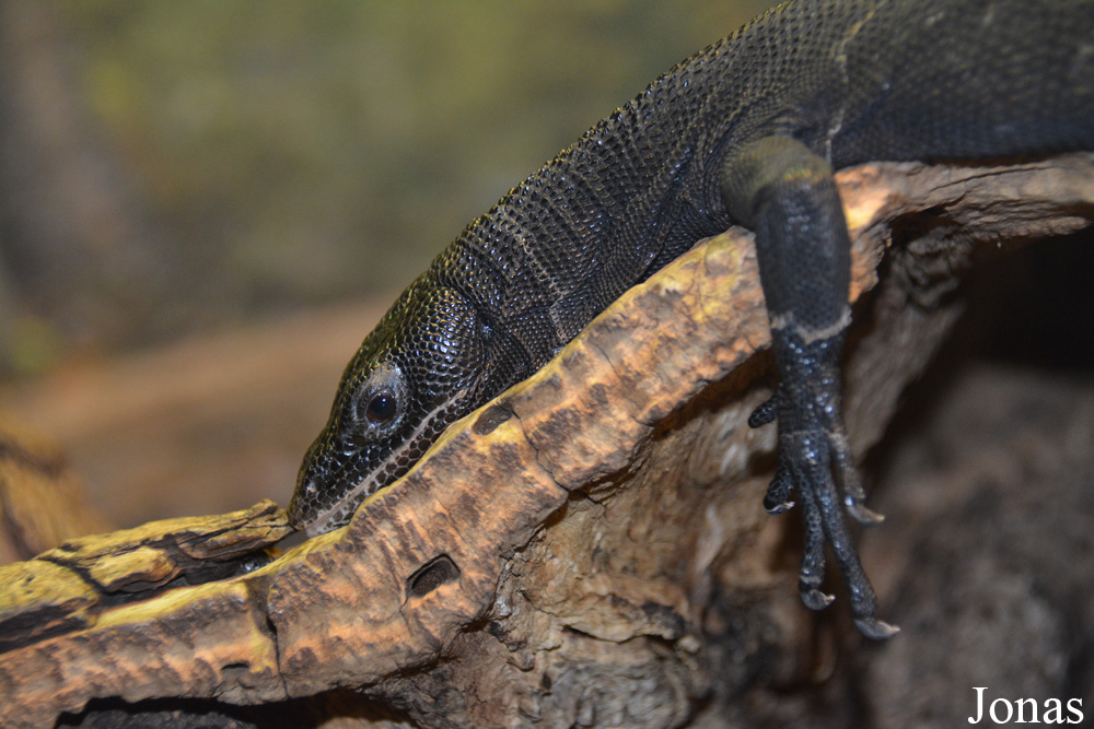 Varanus beccarii