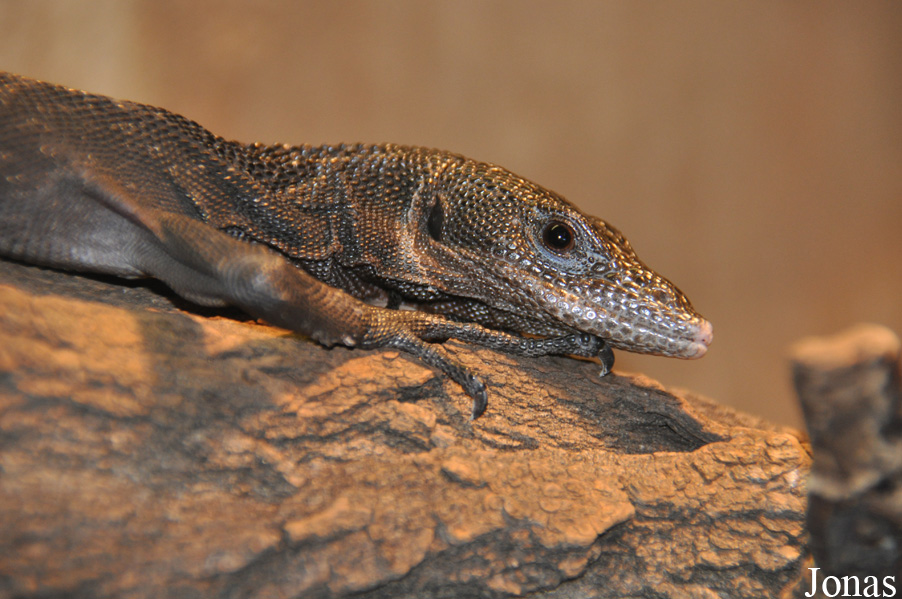 Varanus beccarii