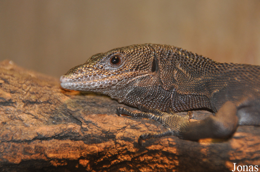 Varanus beccarii