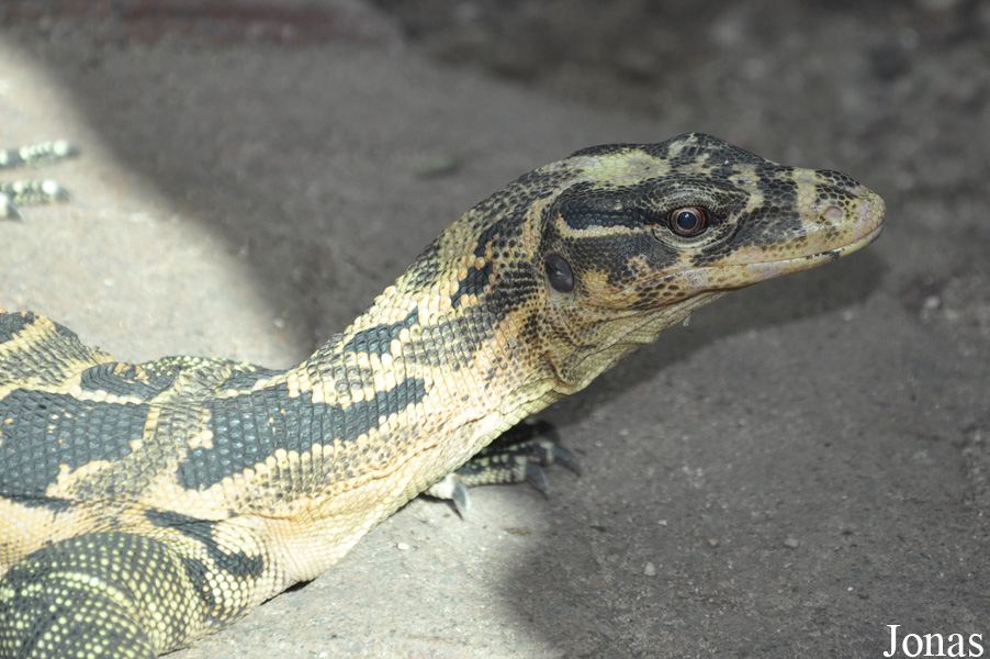 Varanus cumingi