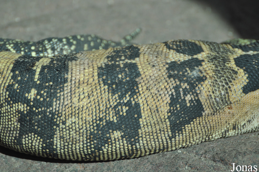 Varanus cumingi