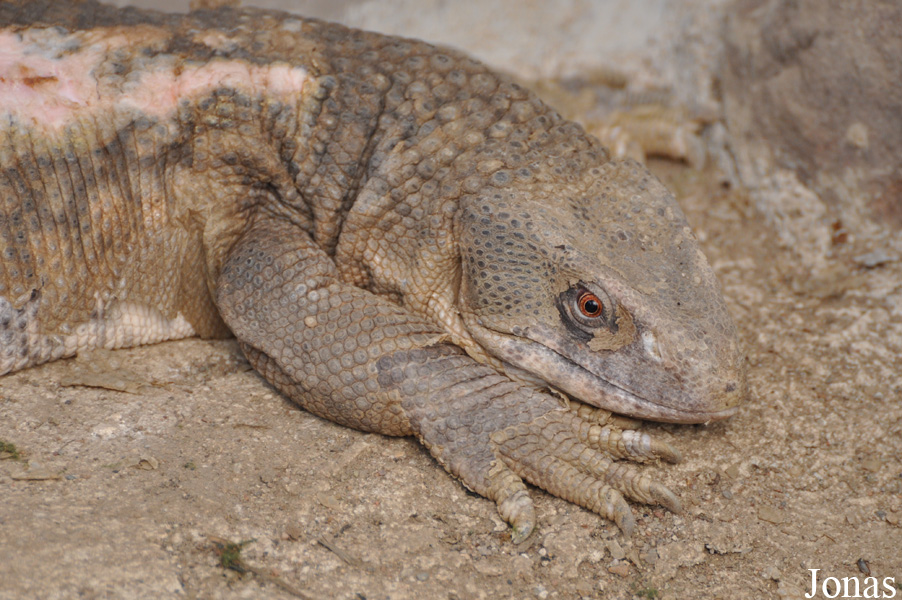 Varanus exanthematicus