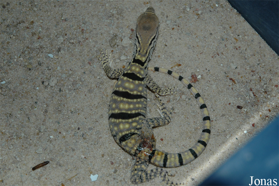 Varanus griseus griseus
