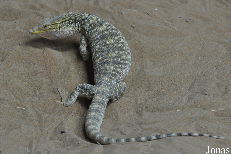 Varanus griseus griseus / Sharjah Desert Park