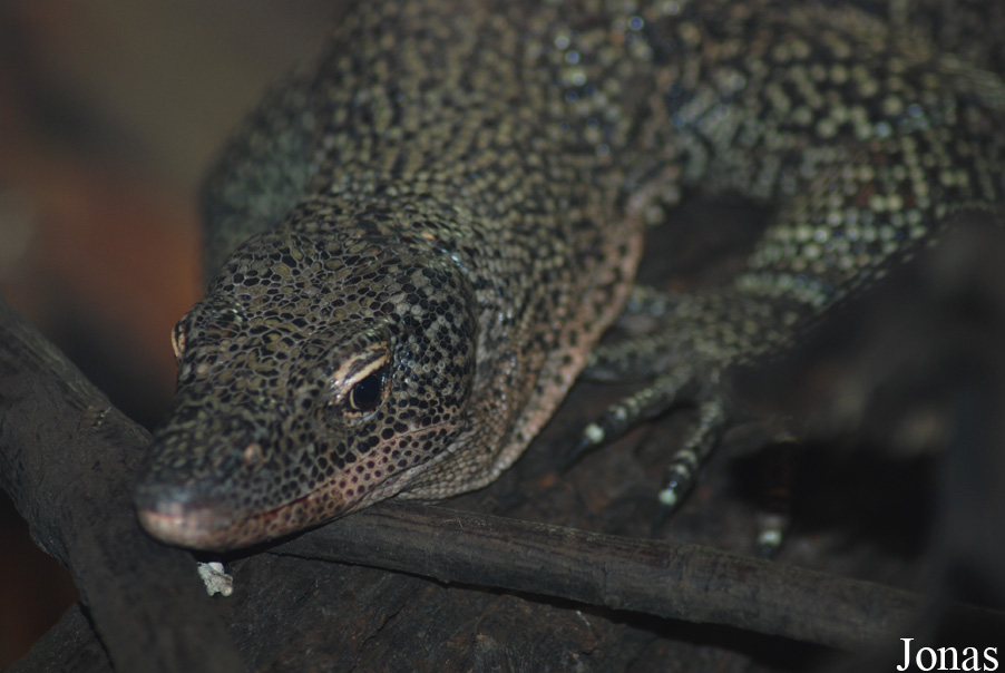 Varanus indicus