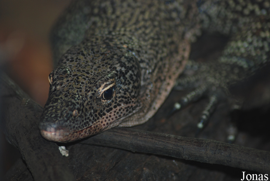 Varanus indicus