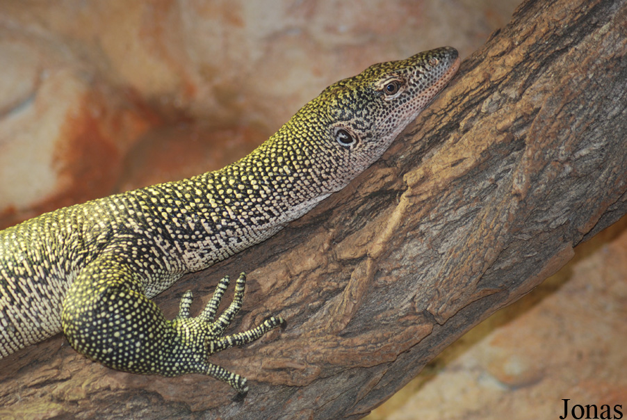 Varanus indicus