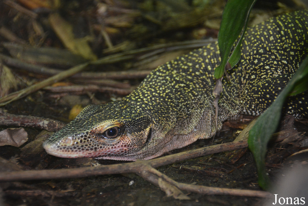 Varanus jobiensis