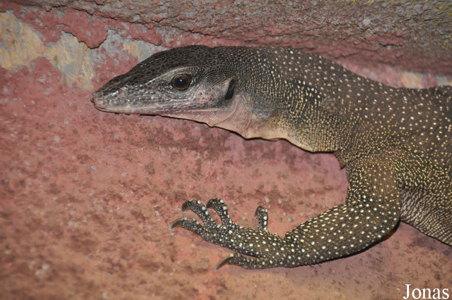 Varanus jobiensis