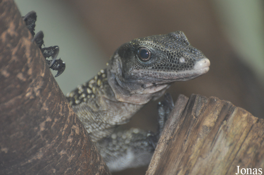 Varanus jobiensis
