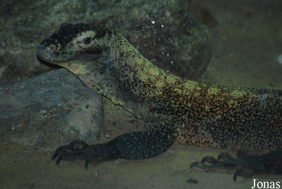 Varanus komodoensis