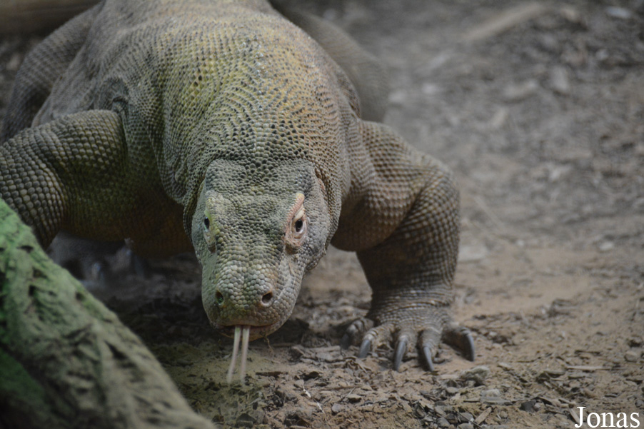 Varanus komodoensis