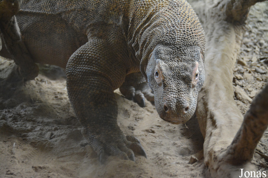 Varanus komodoensis