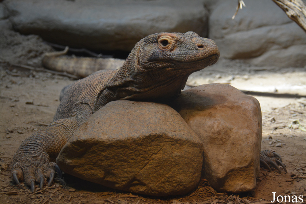 Varanus komodoensis