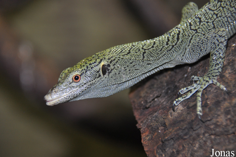 Varanus kordensis