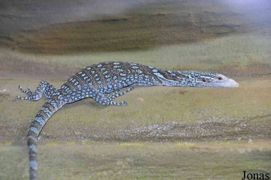 Varanus macraei