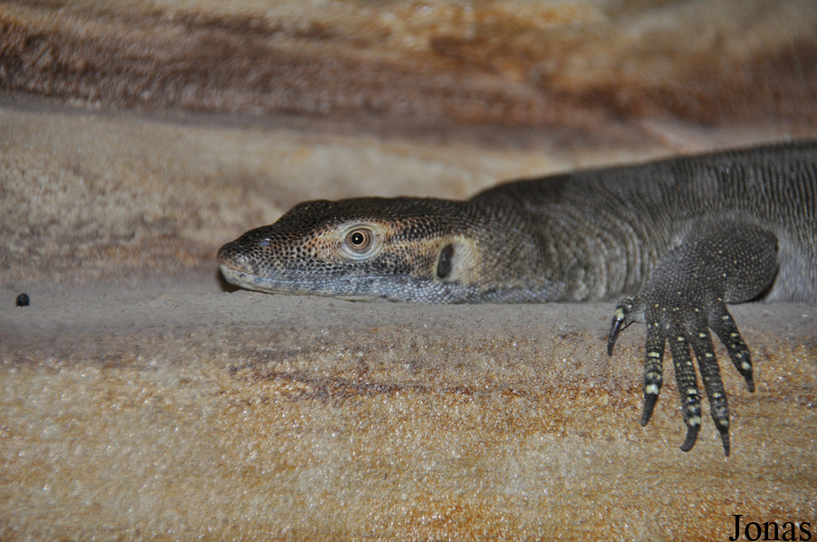 Varanus mertensi