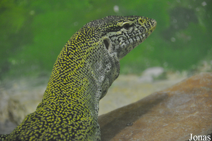 Varanus niloticus