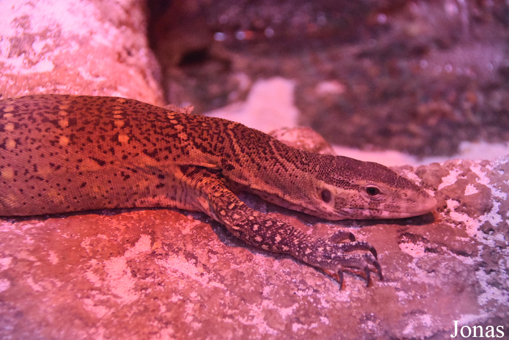 Varanus niloticus