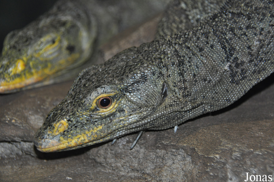 Varanus olivaceus