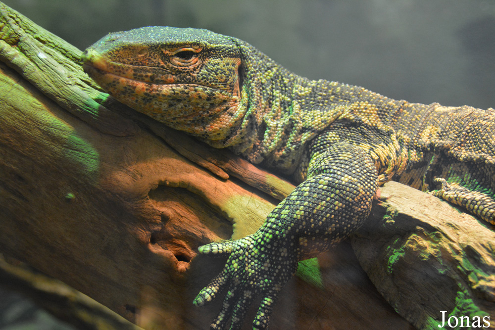 Varanus ornatus