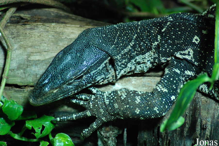 Varanus ornatus