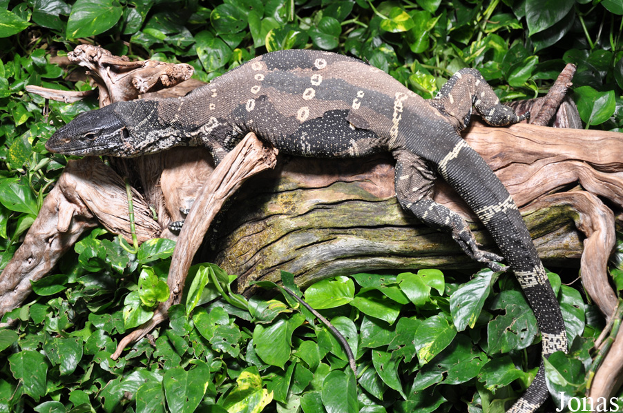 Varanus ornatus
