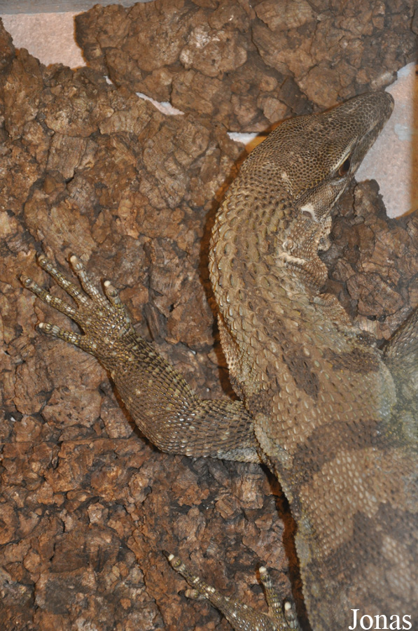 Varanus rudicollis