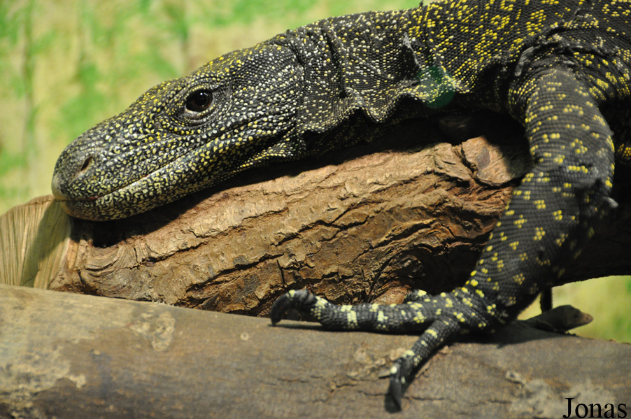 Varanus salvadorii