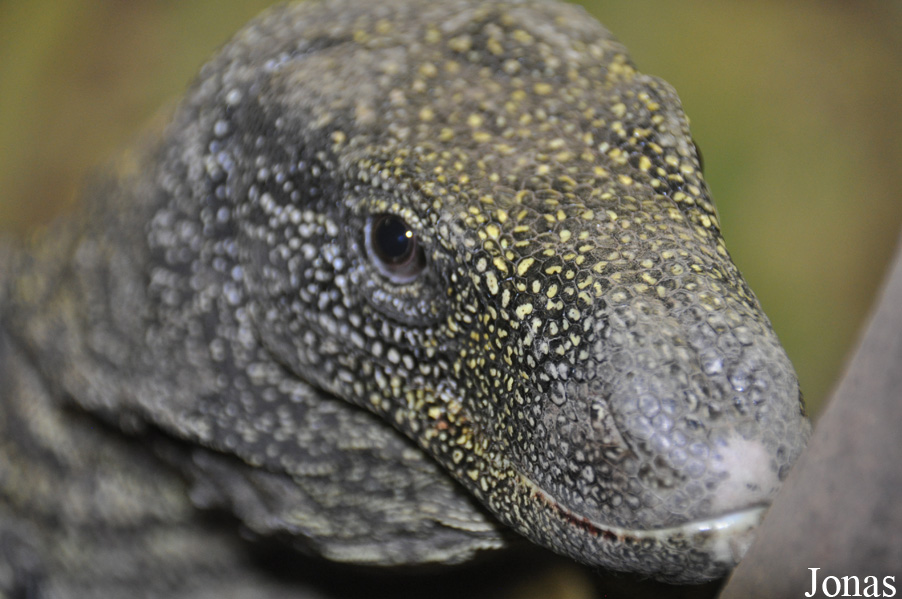 Varanus salvadorii