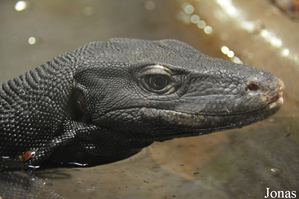 Varanus salvator komaini