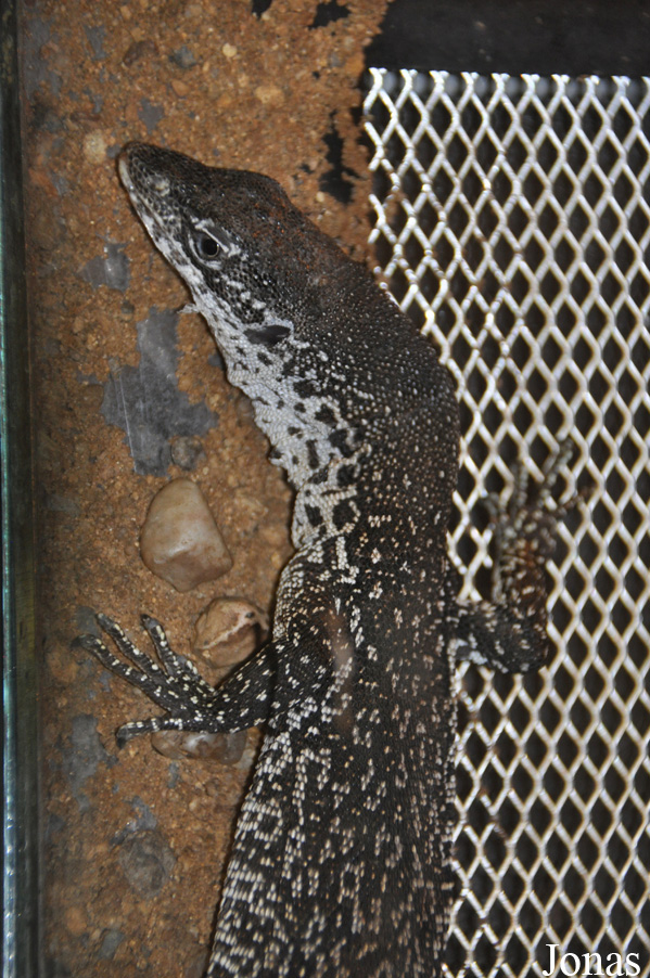 Varanus similis