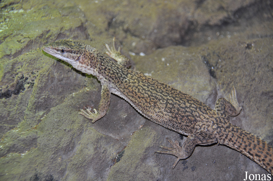 Varanus storri