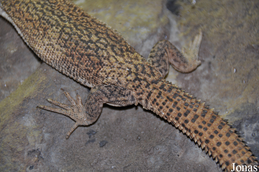 Varanus storri