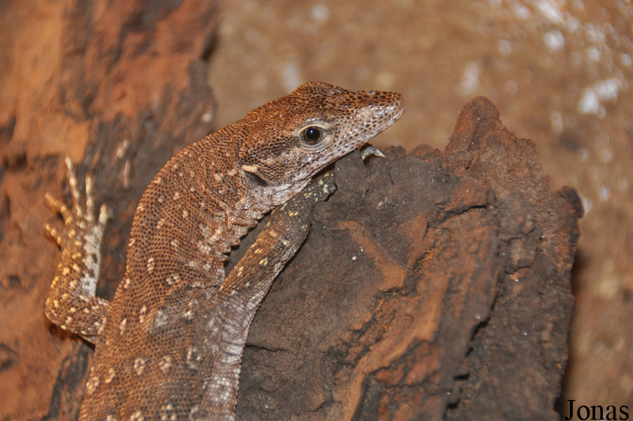 Varanus timorensis