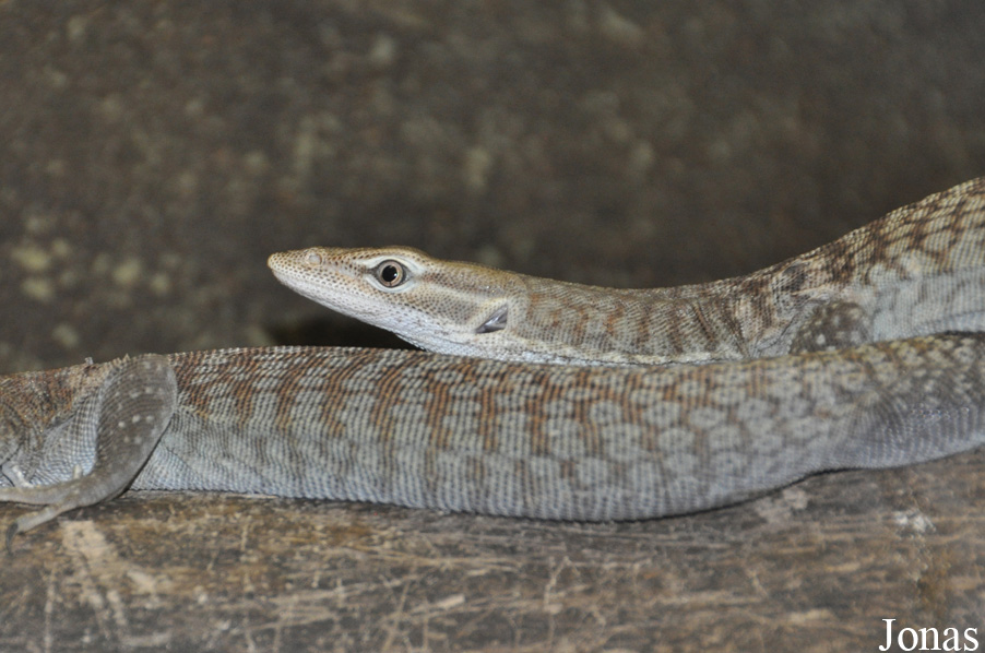 Varanus tristis orientalis