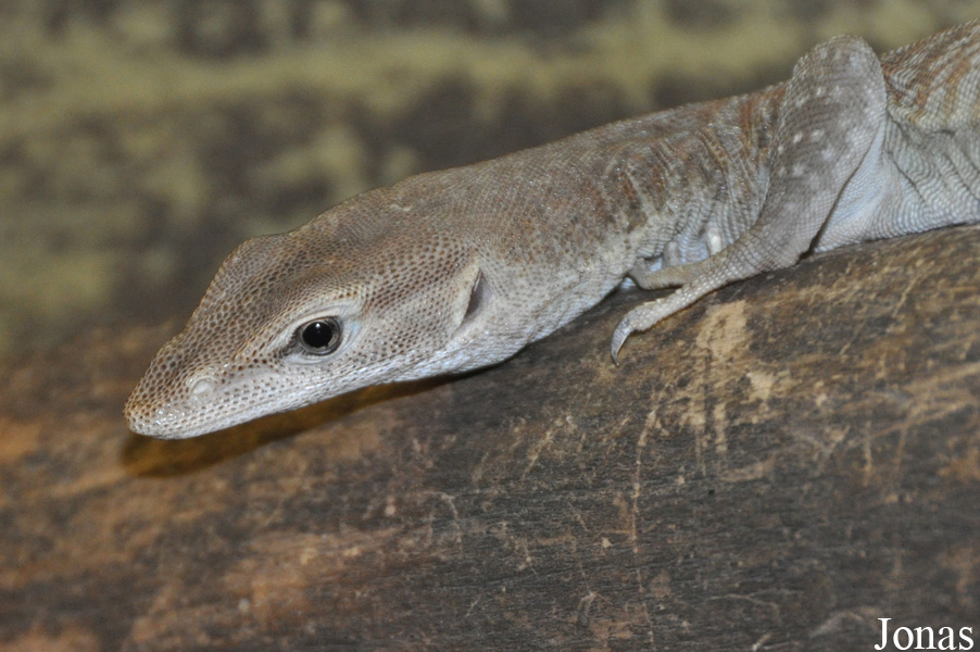 Varanus tristis orientalis