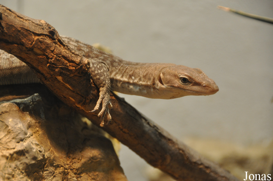 Varanus tristis orientalis