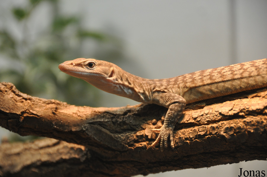 Varanus tristis orientalis