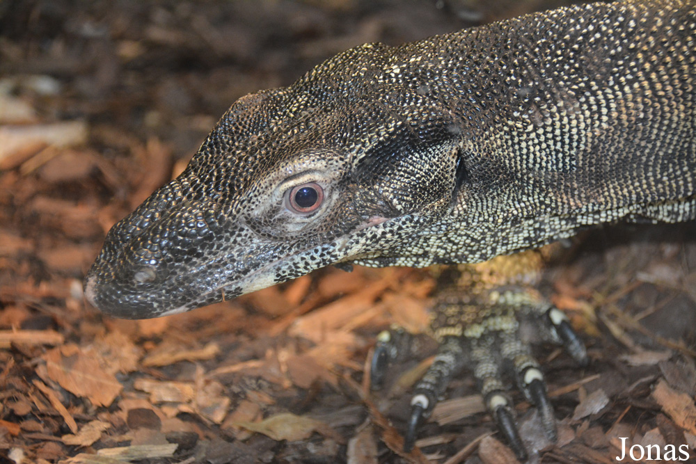 Varanus varius