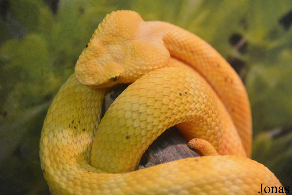 Bothriechis schlegelii