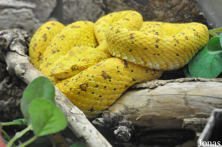 Bothriechis schlegelii