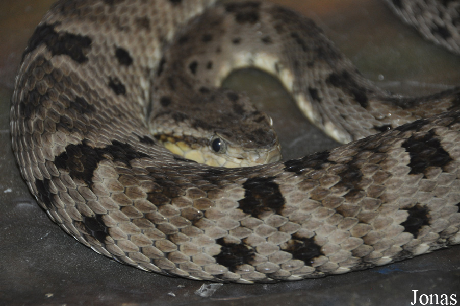 Bothrops atrox