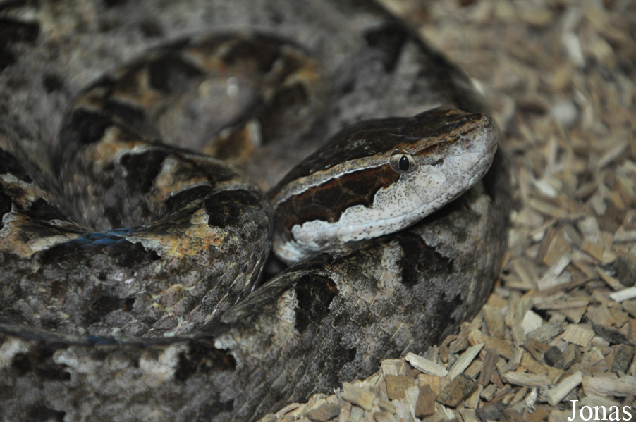 Calloselasma rhodostoma