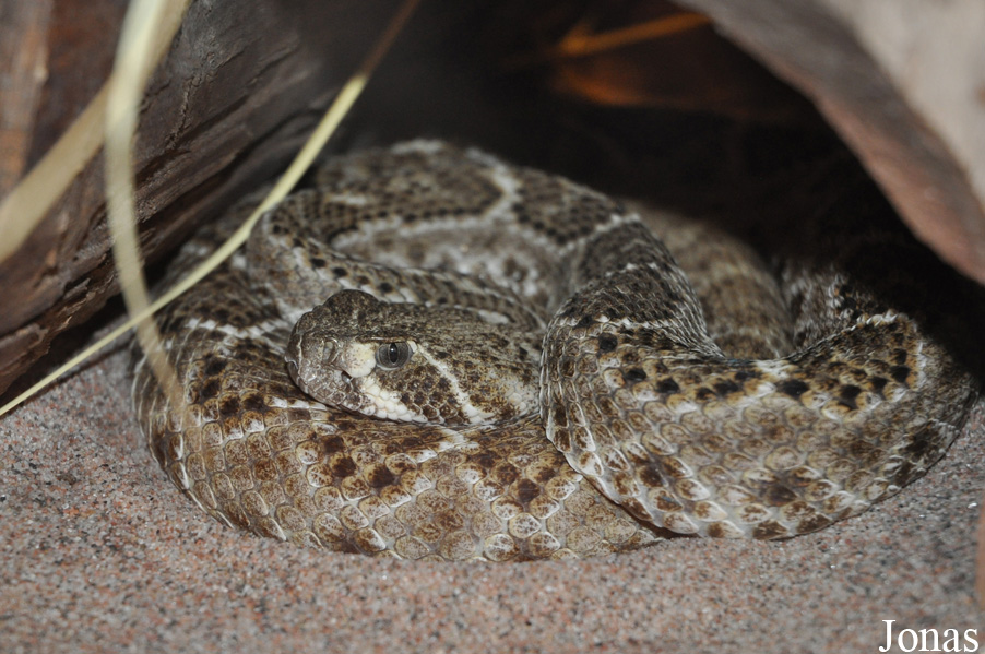 Crotalus atrox