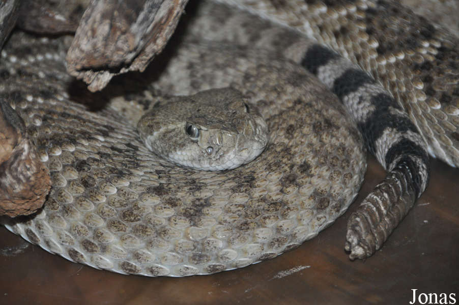 Crotalus atrox